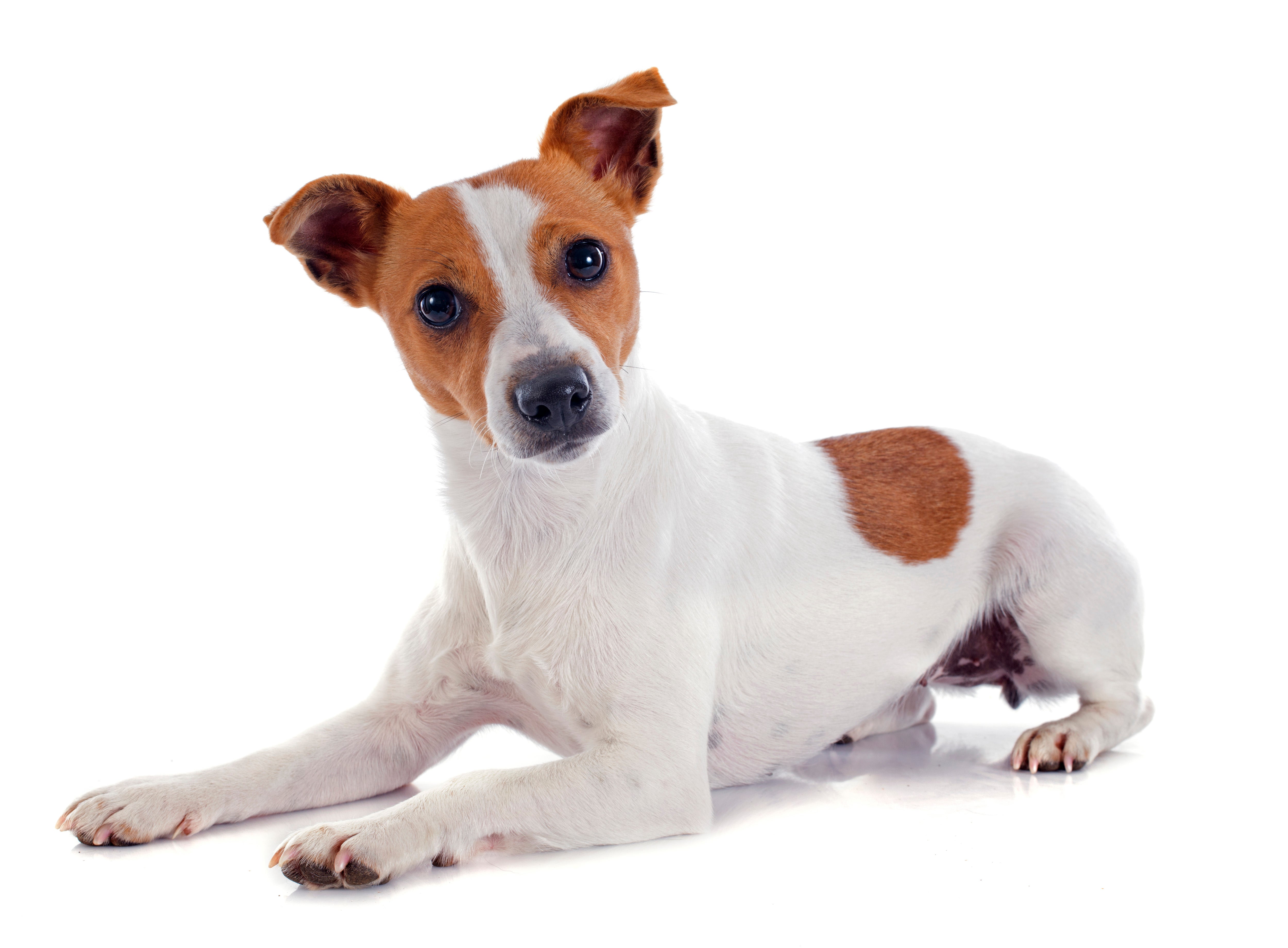 Jack Russell terrier store